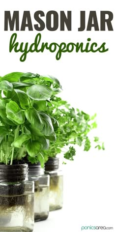 Mason Jar Hydroponics Mason Jar Herb Garden Indoor, Indoor Plant Hacks, House Plants Aesthetic, Indoor Planting Ideas, Plant Ideas Indoor, Hydroponic Herb Garden, Hydroponic Gardening Diy, Indoor Hydroponic Gardening, Hydro Gardening