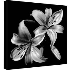 black and white photograph of three lilies