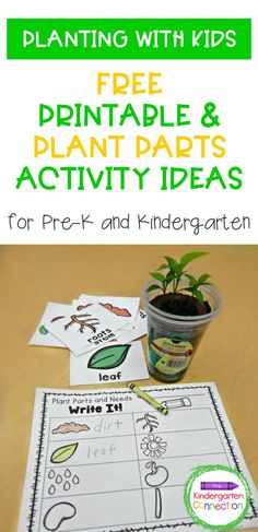 plant life activities and printables to help kids learn how to grow their plants