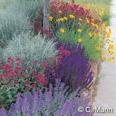 an assortment of colorful flowers in a garden