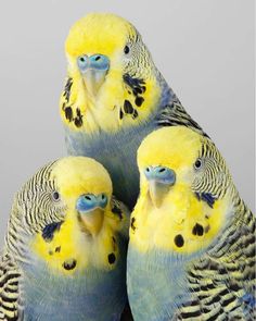 three yellow and blue parakeets sitting next to each other on a gray background