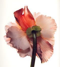 Irving Penn Flowers, Tuberous Begonia, Foto Macro, Irving Penn, Colorful Roses, Arte Floral, Flowers Photography, Botany, Flower Power