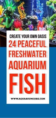 peaceful freshwater aquarium fishes Cool Fresh Water Fish Tanks, Fish Tank Fresh Water, Best Fish For Small Tanks, Fish That Can Live Together In A Tank, Cold Water Aquarium Fish, Cool Fish Tank Decorations, Fish Breeding, Aquarium Stand