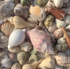 sea shells and seashells are scattered on the beach