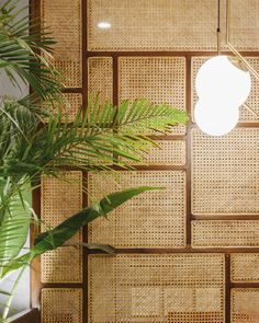 a room with some plants and a wall made out of woven wickers on the walls