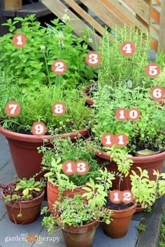 several potted plants with numbers on them