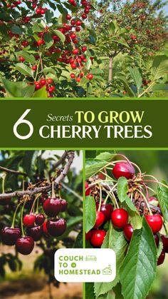 growing cherry tree