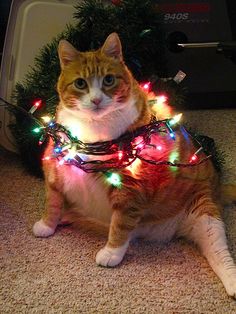 an orange and white cat sitting on the floor with christmas lights around it's neck