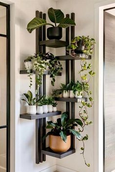 a wall mounted shelf filled with potted plants