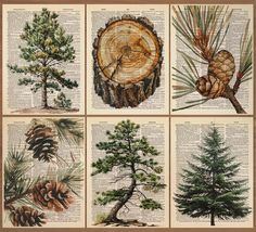 four different types of pine trees on an old book page, each with their own image