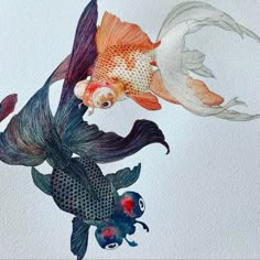 two goldfish and one black fish in watercolor on white paper with blue background