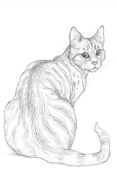 a pencil drawing of a cat sitting down