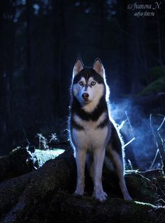 a black and white husky dog sitting on top of a log in the woods at night