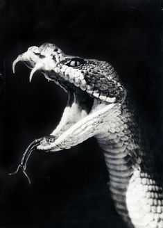 a black and white photo of a snake with its mouth open