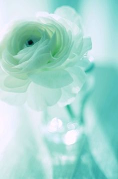 a white flower in a glass vase on a table with blue and green walls behind it