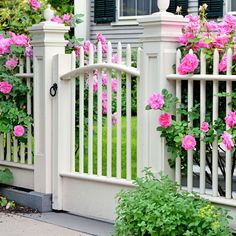 pink roses growing on the side of a white fence