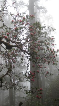 a foggy forest filled with lots of pink flowers