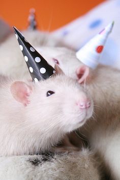 two ferrets wearing party hats on their heads