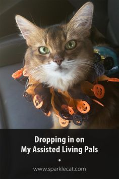 a cat wearing a halloween costume with the caption dropping in on my assisted living pals