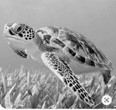 a black and white photo of a sea turtle