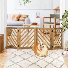 a dog sitting in front of a wooden gate on top of a white rug next to a living room