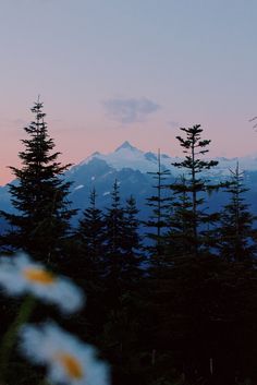 the sun is setting behind some trees with mountains in the background