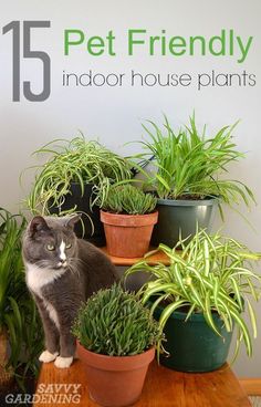 a cat sitting on top of potted plants in front of a sign that reads 15 pet friendly indoor house plants