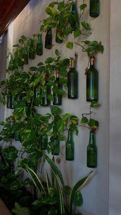 there are many green bottles on the wall with plants growing in them and hanging from it