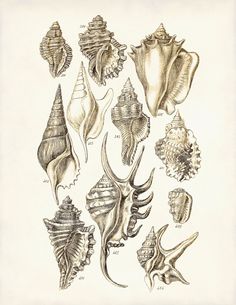 an antique illustration of sea shells