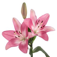 pink flowers are in a vase on a white background