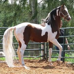 a brown and white horse standing next to a fence