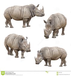 rhinoceros in different poses on a white background with clippings for text