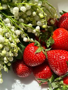 strawberries and flowers on a white plate with green stems in the center, surrounded by small white flowers