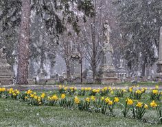 yellow flowers are blooming in the middle of a cemetery yard on a snowy day