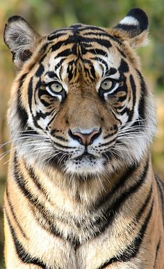 a close up of a tiger looking at the camera