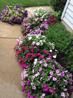 purple and white petunias line the side of a home's front yard