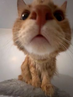 an orange and white cat sitting on top of a table with its eyes wide open