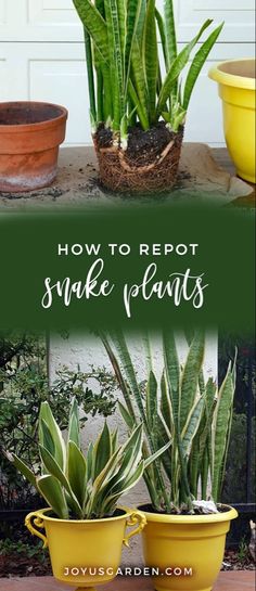 three potted plants with the words how to reppot snake plants in front of them