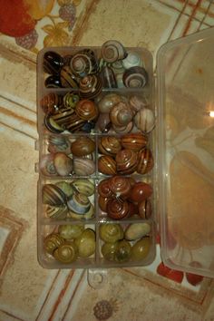 a container filled with lots of different types of seashells