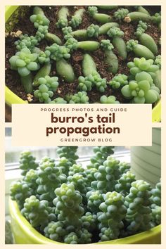 two pictures with the words burro's tail propagation in front of them