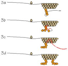 the diagram shows three different stages of an animal's life cycle, with one being in