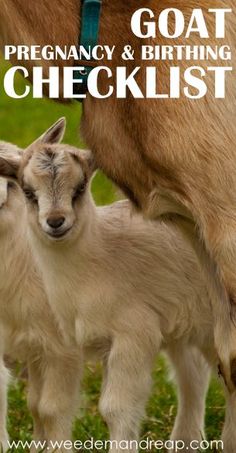 two baby goats standing next to an adult goat with the caption, pregnant and birthing checklist