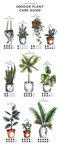 an illustrated guide to indoor plants and their uses in the houseplants, including potted