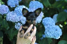 a person holding a small dog in front of some blue hydrangea flowers with their hands