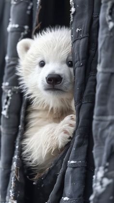 a small white polar bear cub peeking out from behind a pile of snow covered trees