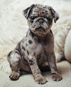 a small dog sitting on top of a couch