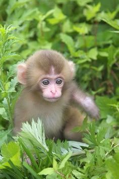 a small brown monkey sitting in the grass and looking at the camera with blue eyes