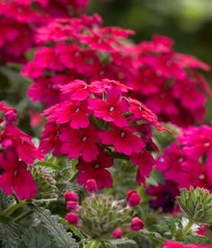 red flowers are blooming in the garden