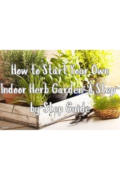 an outdoor herb garden in a step by step guide