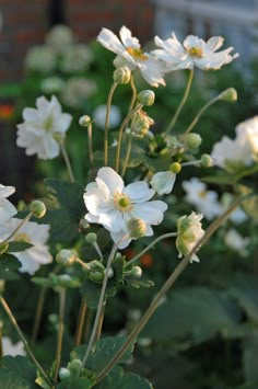 white flowers are blooming in the garden